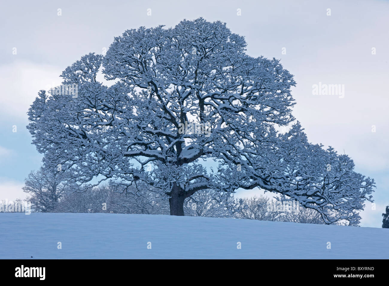 Raureif auf Bäumen - Vereinigtes Königreich Stockfoto