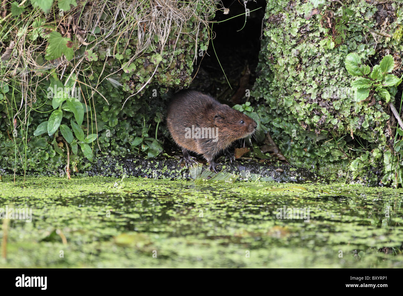 Schermaus, Arvicola Amphibius am Loch, Derbyshire Stockfoto