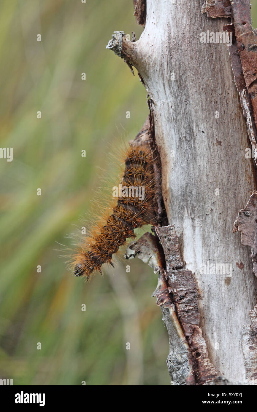 Leichte Knot Grass Caterpillar, Acronicta Menyanthidis, North Perthshire Stockfoto