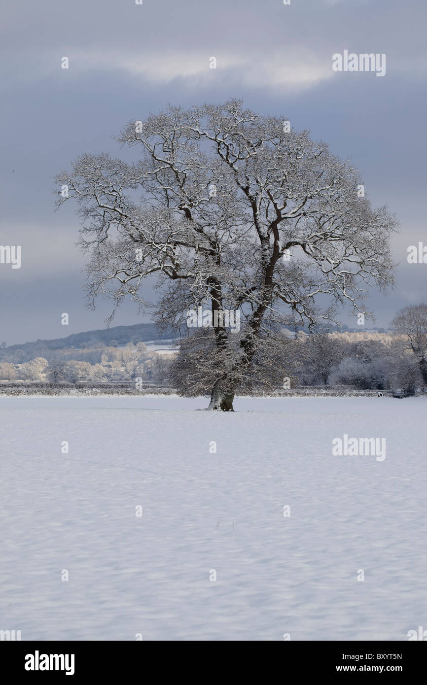 Raureif auf Bäumen - Vereinigtes Königreich Stockfoto