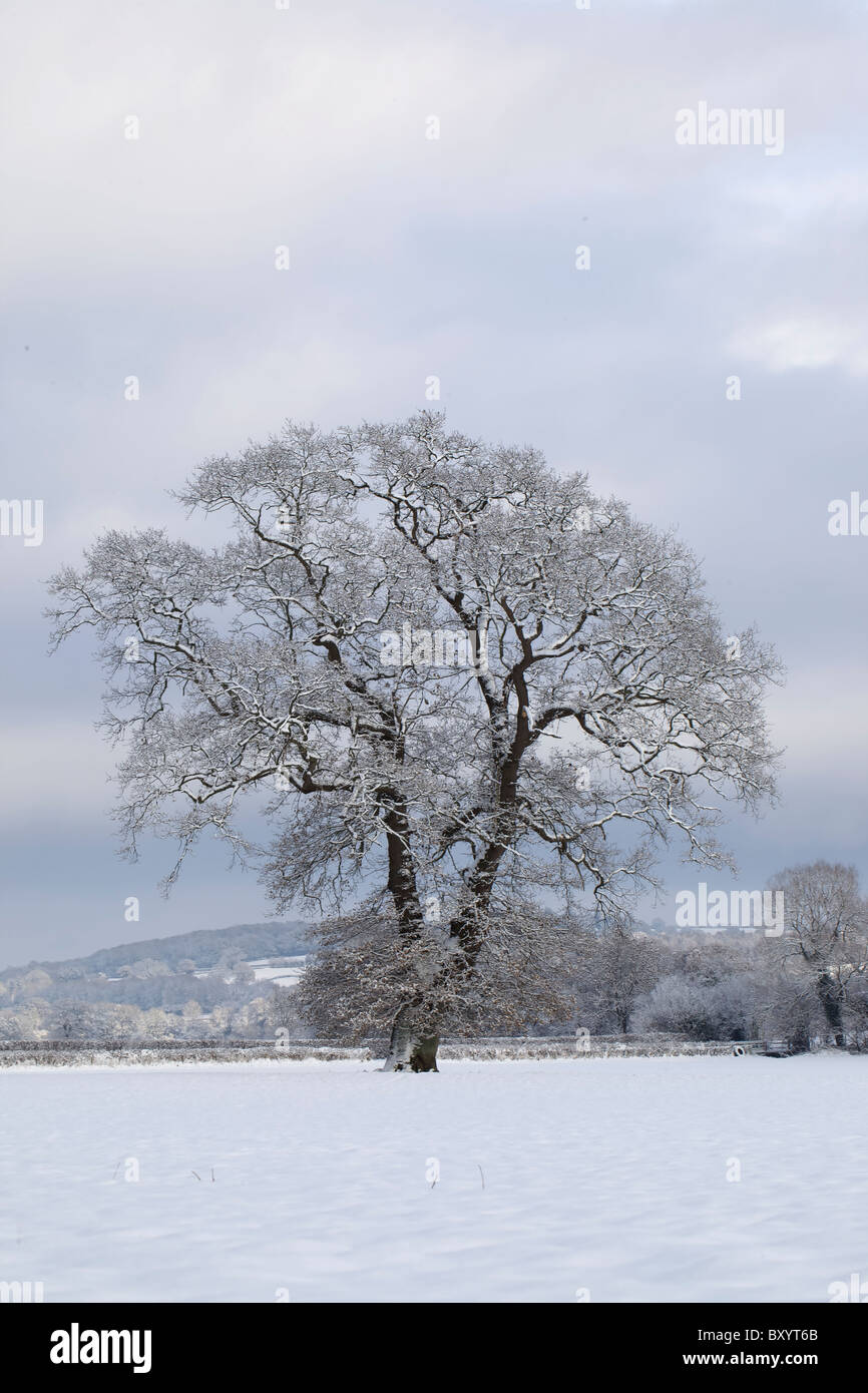 Raureif auf Bäumen - Vereinigtes Königreich Stockfoto