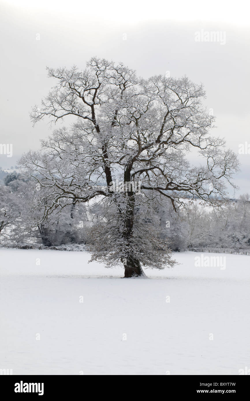 Raureif auf Bäumen - Vereinigtes Königreich Stockfoto