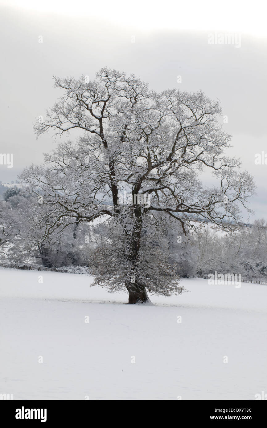Raureif auf Bäumen - Vereinigtes Königreich Stockfoto