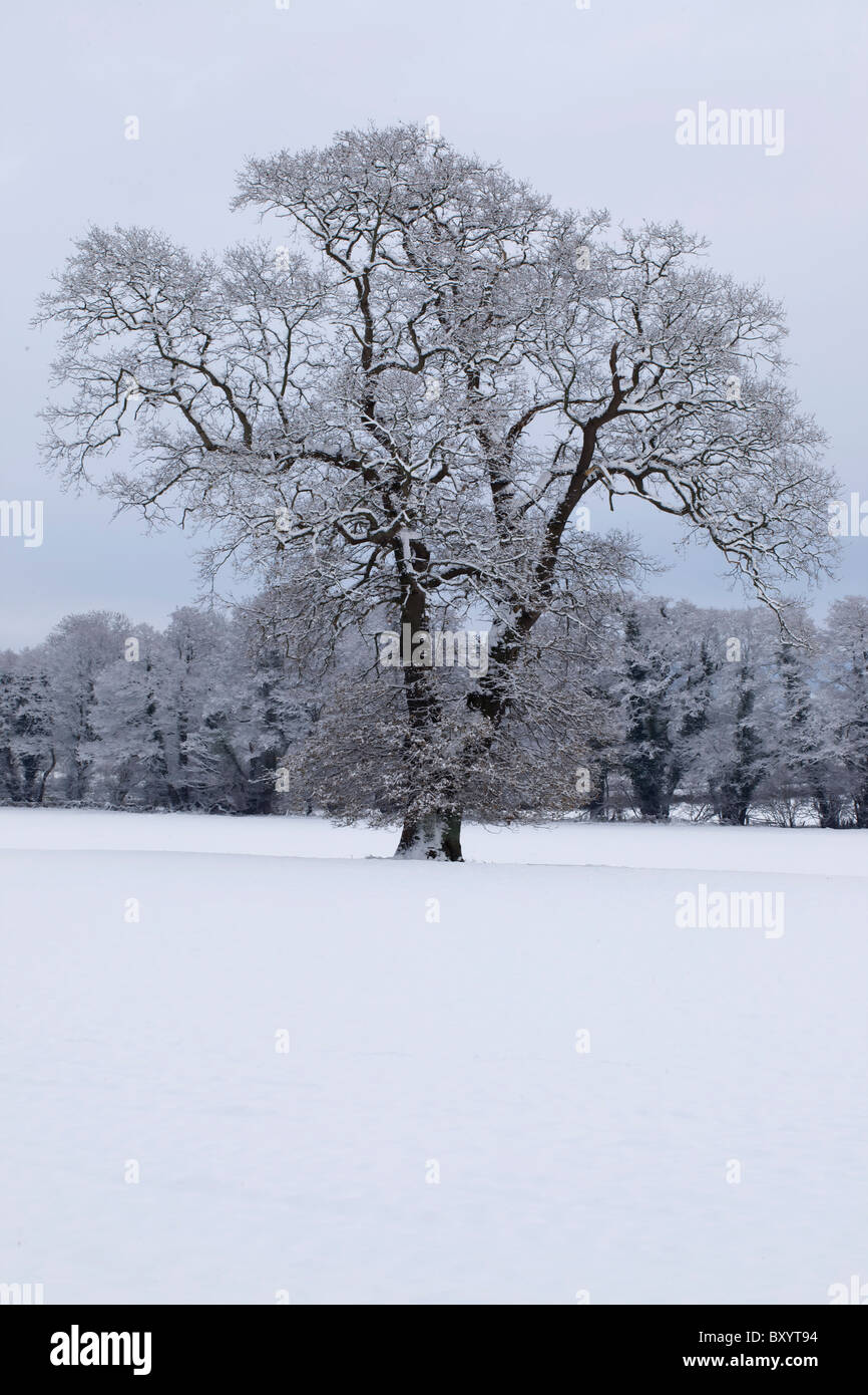 Raureif auf Bäumen - Vereinigtes Königreich Stockfoto