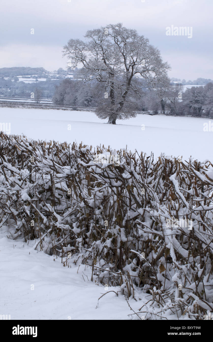 Raureif auf Bäumen - Vereinigtes Königreich Stockfoto