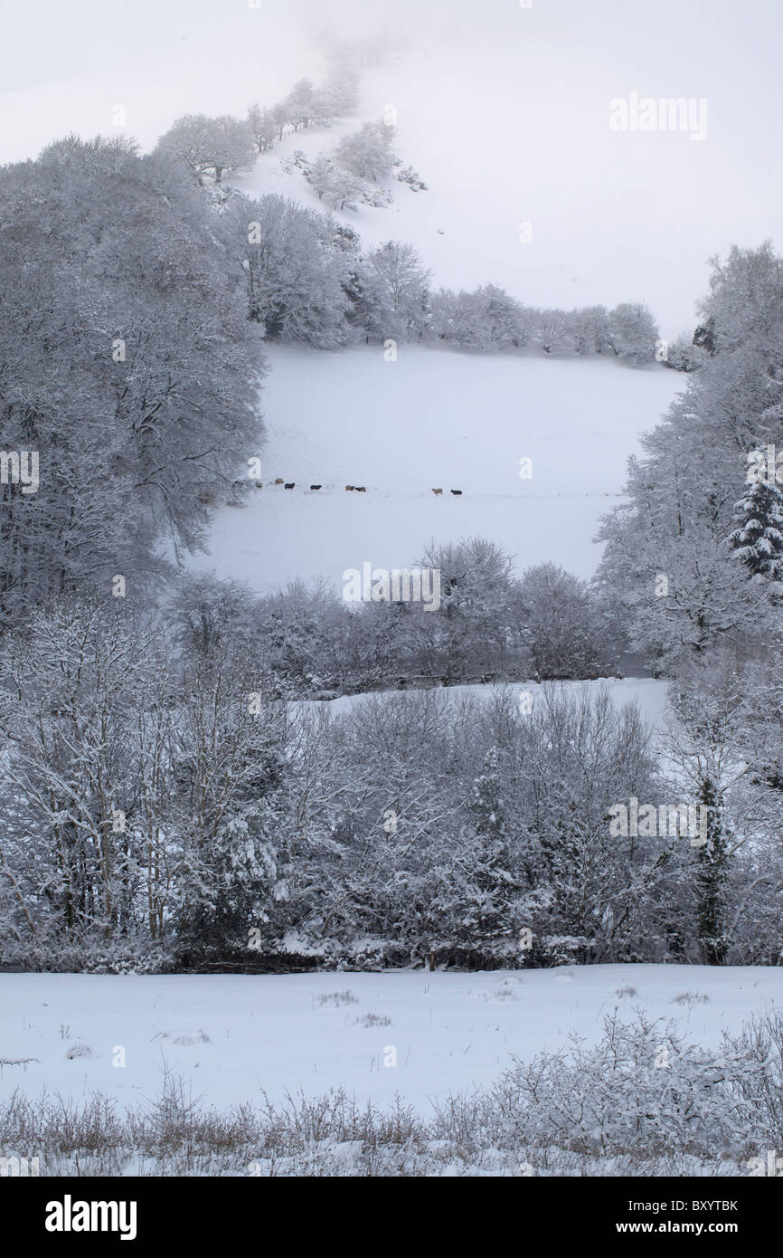 Raureif auf Bäumen - Vereinigtes Königreich Stockfoto