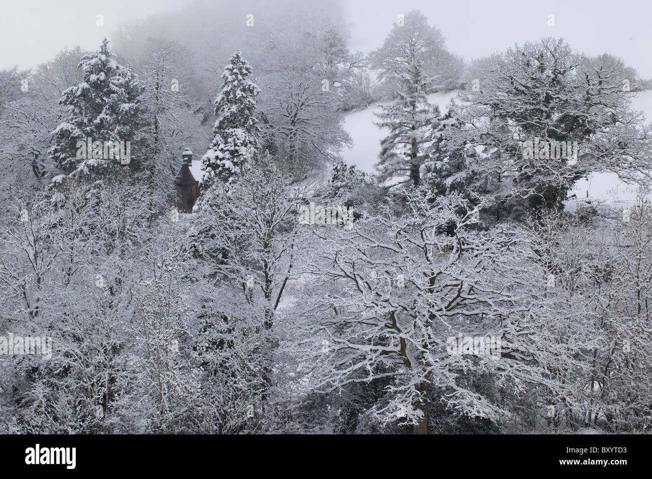 Raureif auf Bäumen - Vereinigtes Königreich Stockfoto