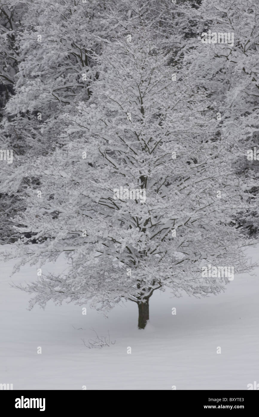 Raureif auf Bäumen - Vereinigtes Königreich Stockfoto