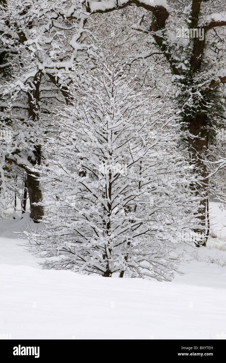 Raureif auf Bäumen - Vereinigtes Königreich Stockfoto