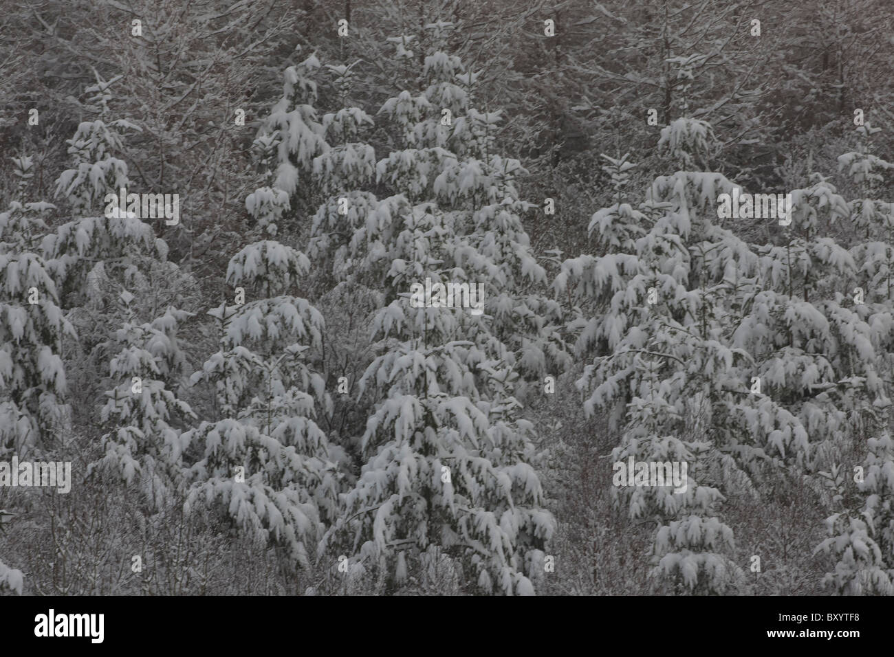 Raureif auf Bäumen - Vereinigtes Königreich Stockfoto