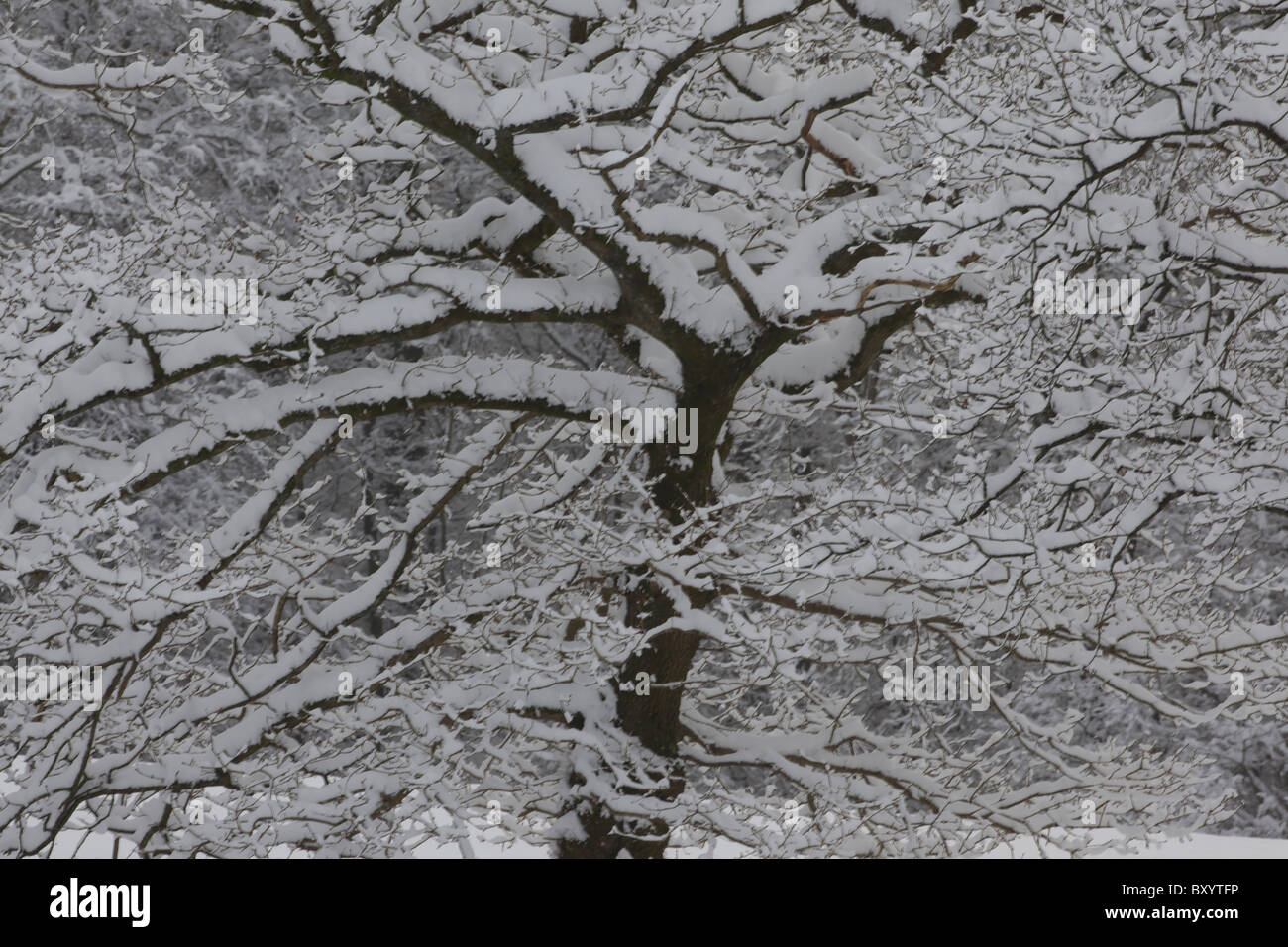 Raureif auf Bäumen - Vereinigtes Königreich Stockfoto