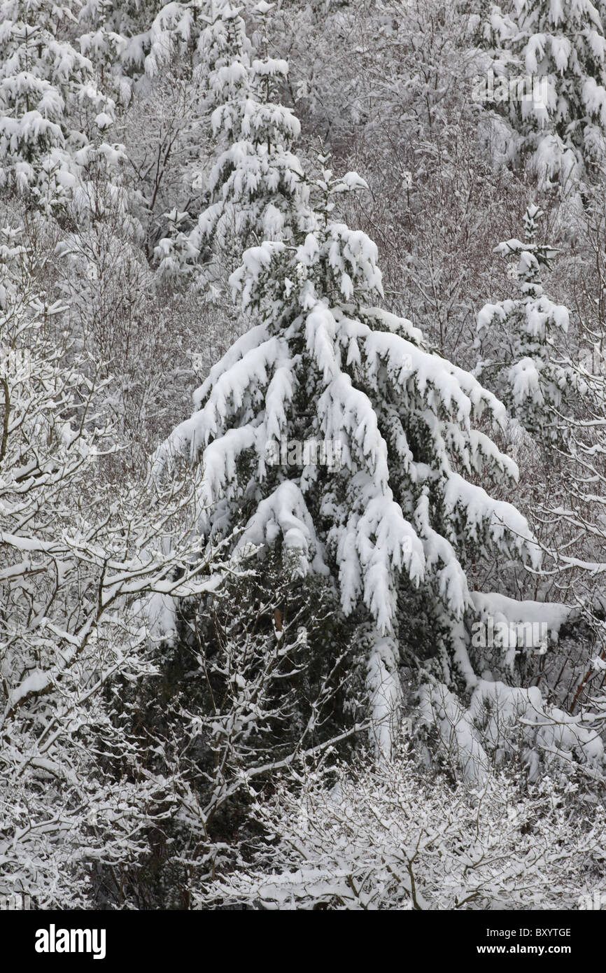 Raureif auf Bäumen - Vereinigtes Königreich Stockfoto