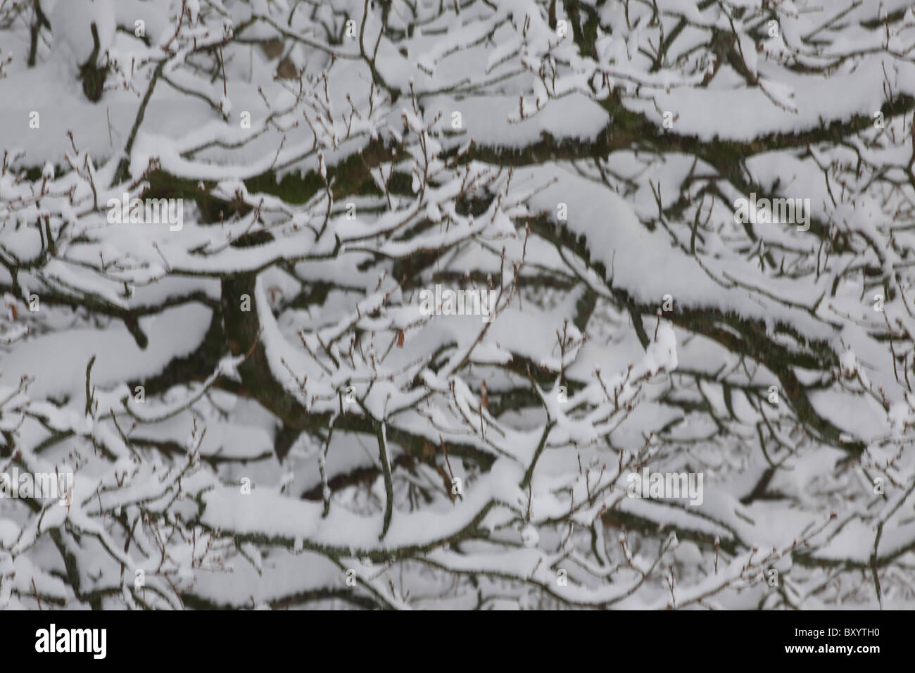 Raureif auf Bäumen - Vereinigtes Königreich Stockfoto