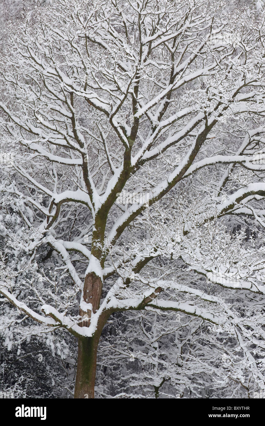 Raureif auf Bäumen - Vereinigtes Königreich Stockfoto