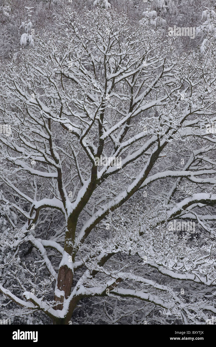 Raureif auf Bäumen - Vereinigtes Königreich Stockfoto