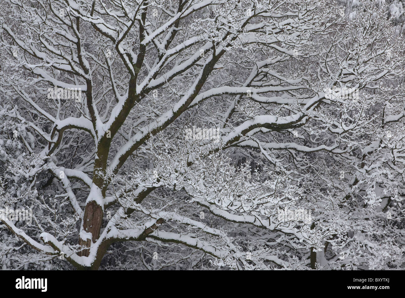 Raureif auf Bäumen - Vereinigtes Königreich Stockfoto