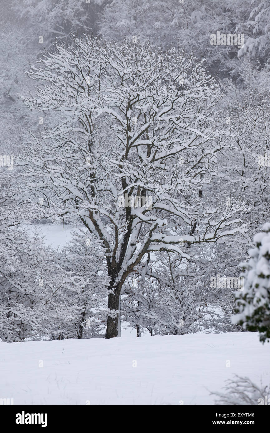 Raureif auf Bäumen - Vereinigtes Königreich Stockfoto