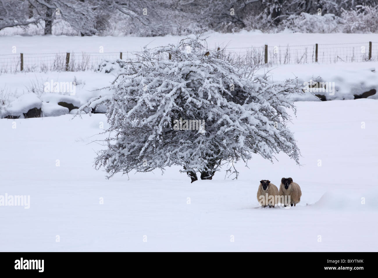 Raureif auf Bäumen - Vereinigtes Königreich Stockfoto