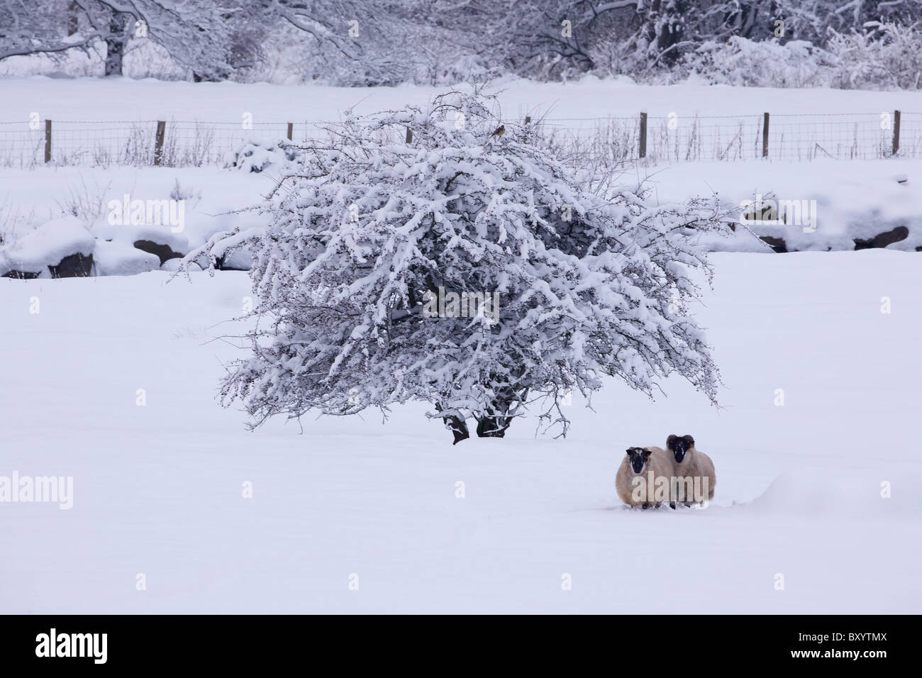 Raureif auf Bäumen - Vereinigtes Königreich Stockfoto