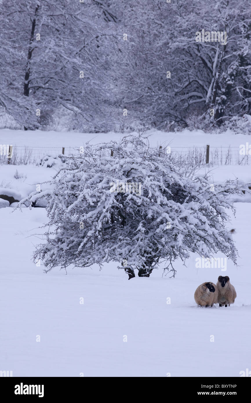 Raureif auf Bäumen - Vereinigtes Königreich Stockfoto
