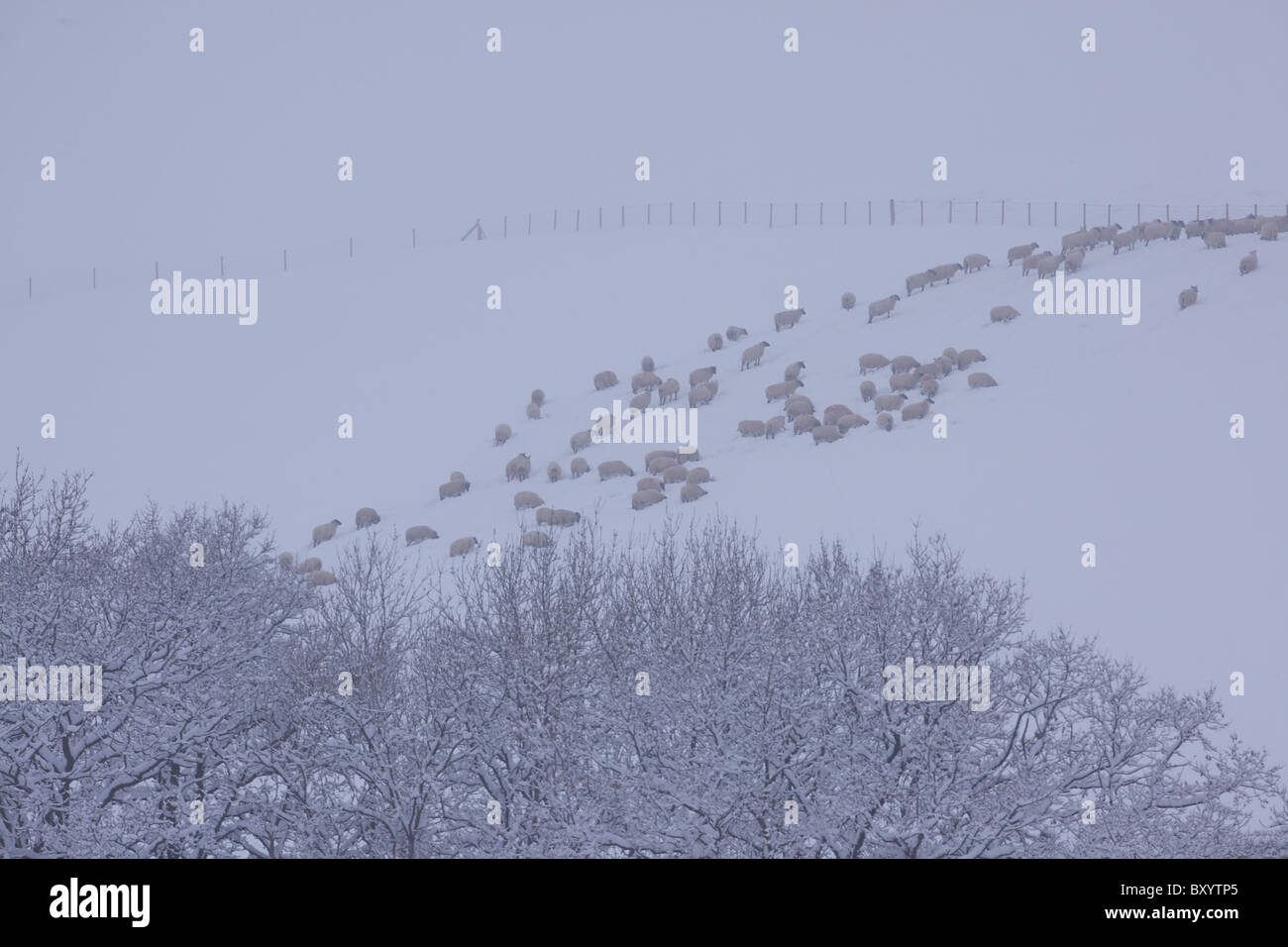 Raureif auf Bäumen - Vereinigtes Königreich Stockfoto