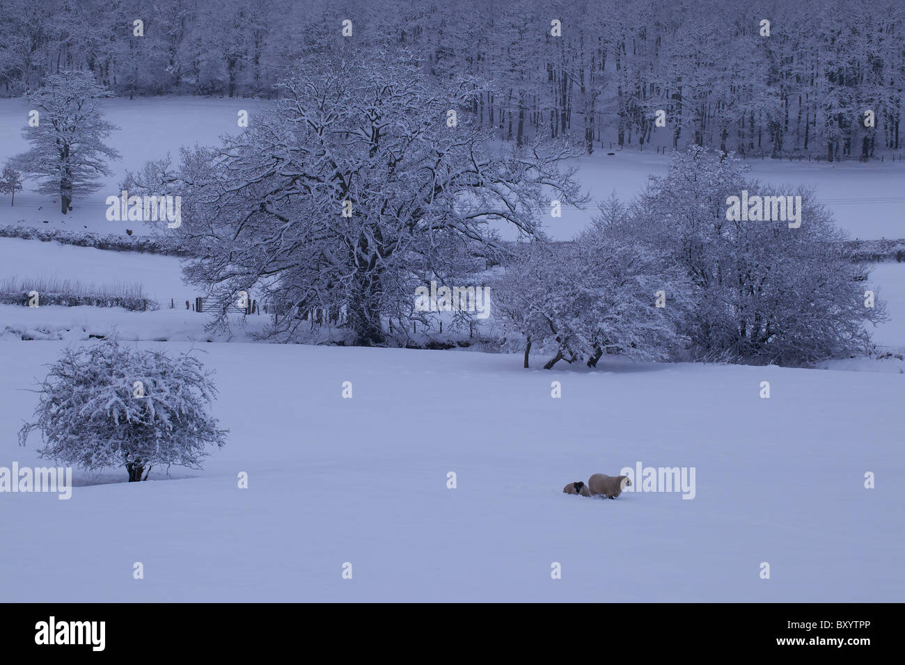 Raureif auf Bäumen - Vereinigtes Königreich Stockfoto