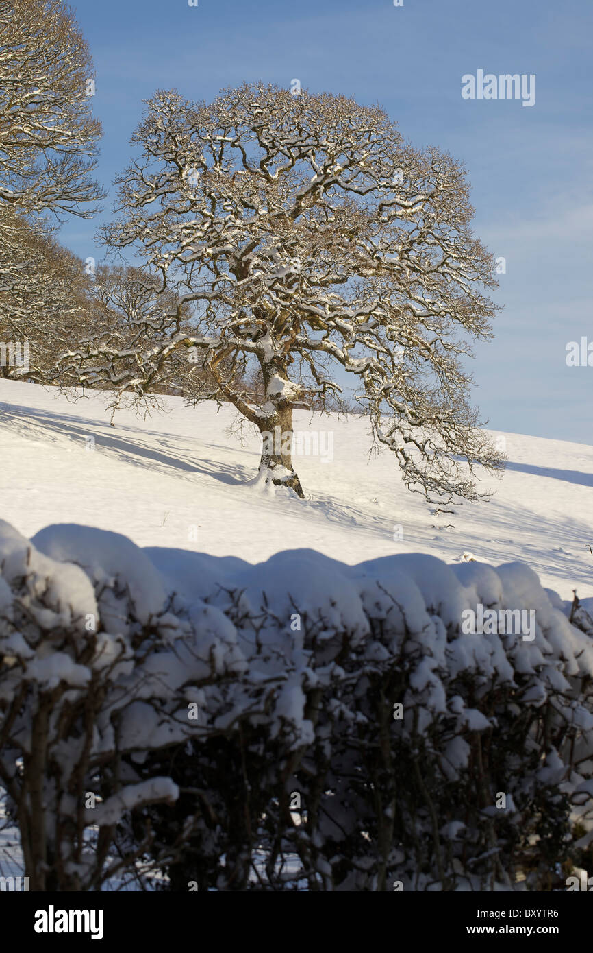 Raureif auf Bäumen - Vereinigtes Königreich Stockfoto