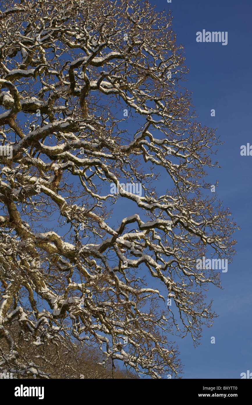 Raureif auf Bäumen - Vereinigtes Königreich Stockfoto