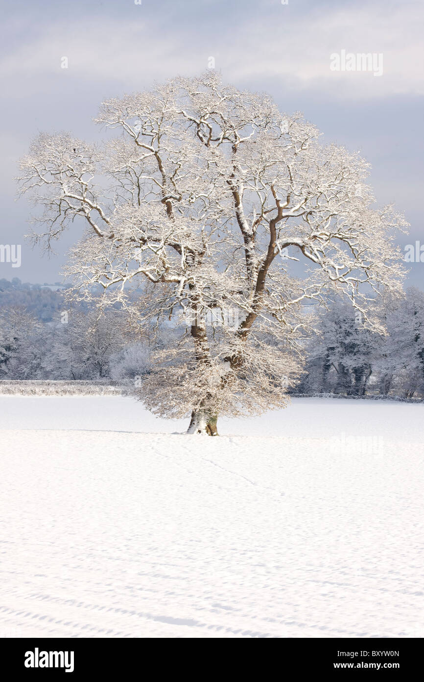 Raureif auf Bäumen - Vereinigtes Königreich Stockfoto