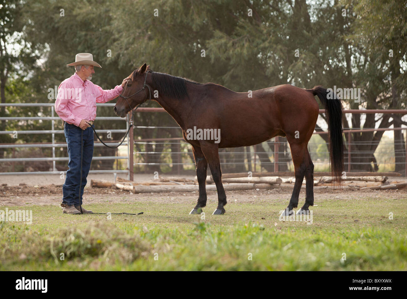 Ältere Mann mit Pferd in ranch Stockfoto