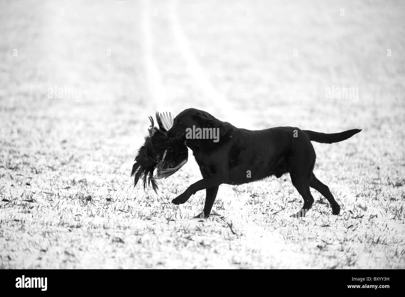 Labrador Retriever abrufen im Schnee an einem Shooting-Tag Stockfoto