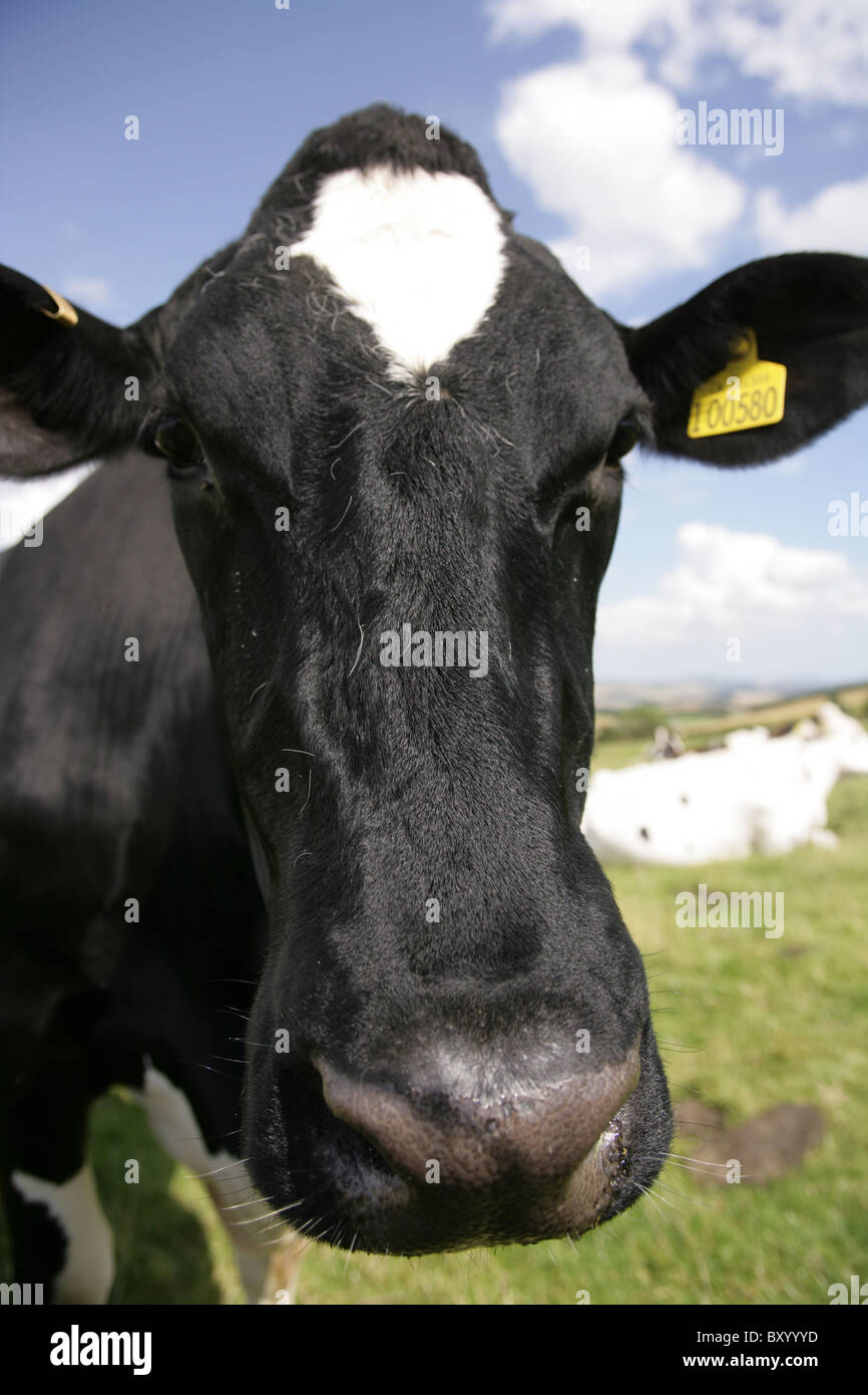 Holstein friesian rinder -Fotos und -Bildmaterial in hoher Auflösung ...