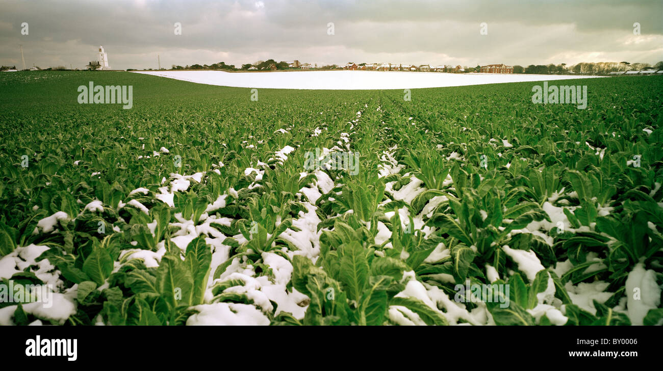 Kohlkopffeld in Broadstairs in England in Großbritannien im Vereinigten Königreich Großbritannien. Landwirtschaft-Landschaft Landwirtschaft auf dem Bauernhof Stockfoto