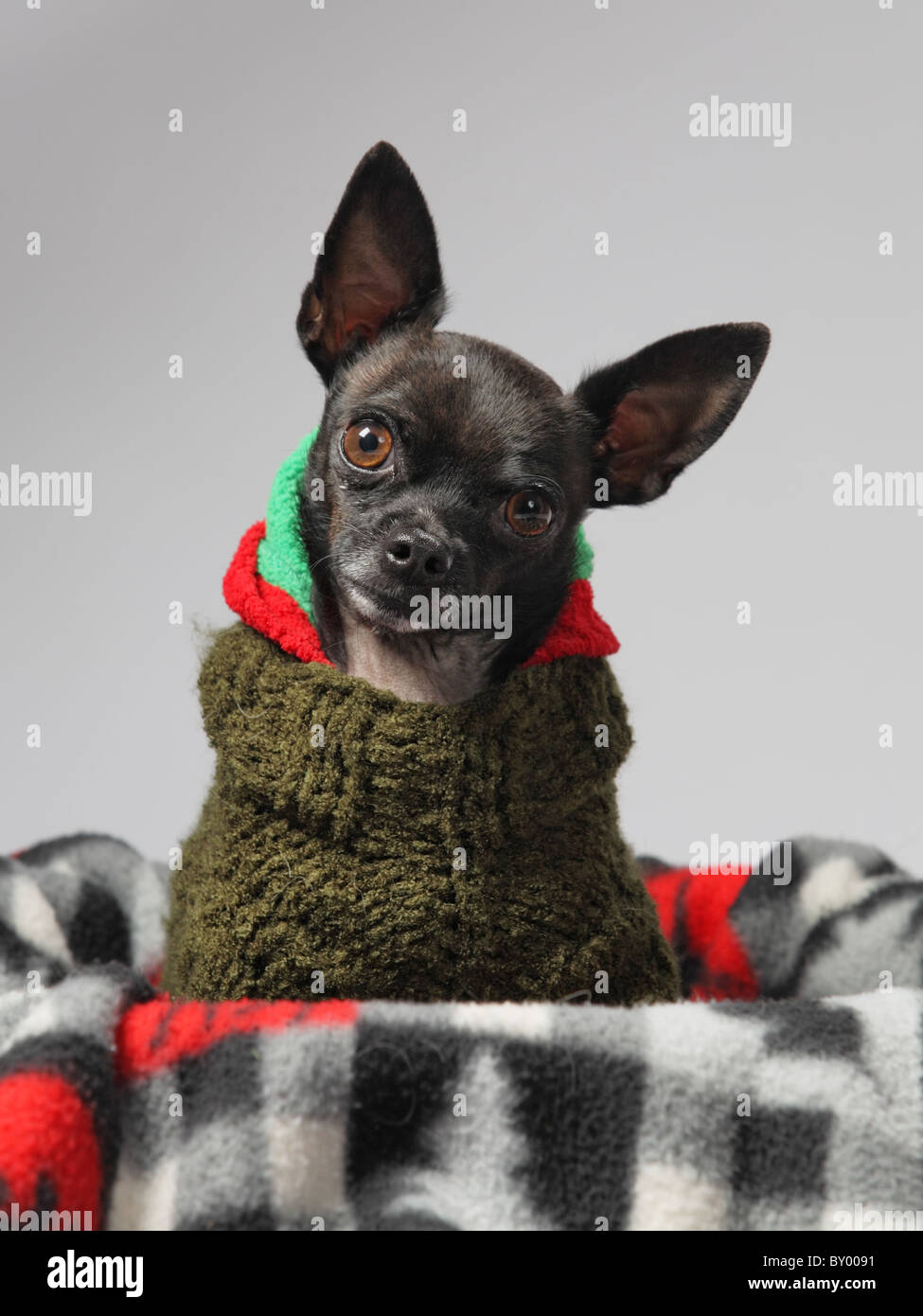 kleine schwarze Chihuahua verkleidet für den winter Stockfoto