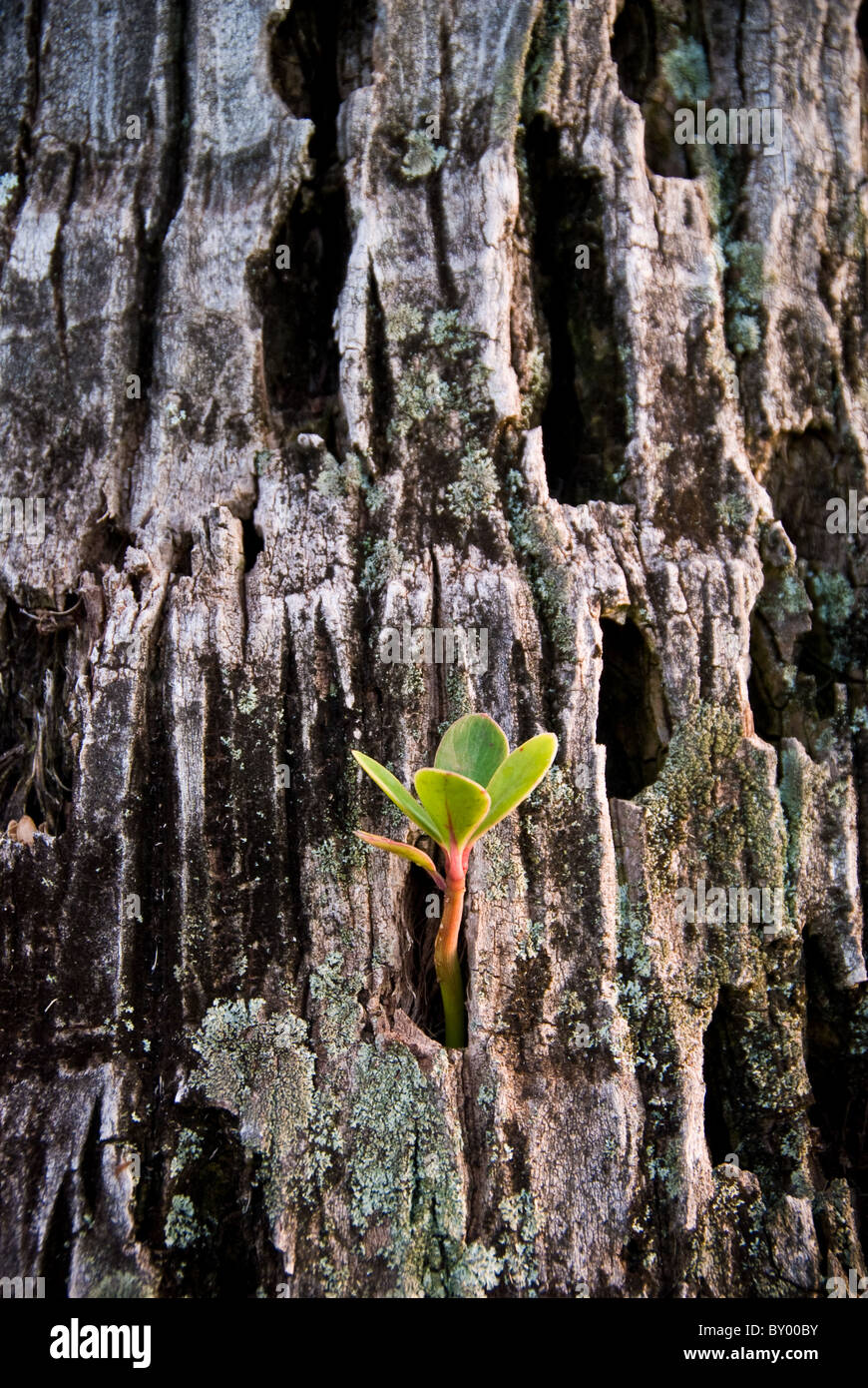 Kleine Pflanze Setzling entsteht aus alten Baumstamm in der Nähe von Ka'anapali, West Maui, Hawaii Stockfoto