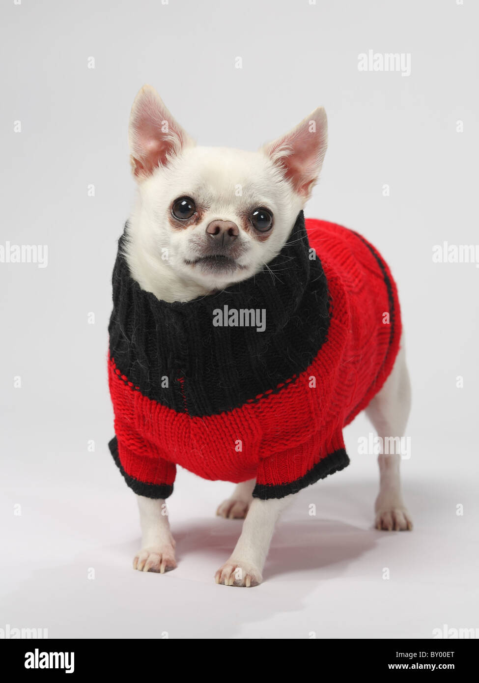niedlichen kleinen Chihuahua Hund tragen Pullover stehen auf weißem Hintergrund Stockfoto