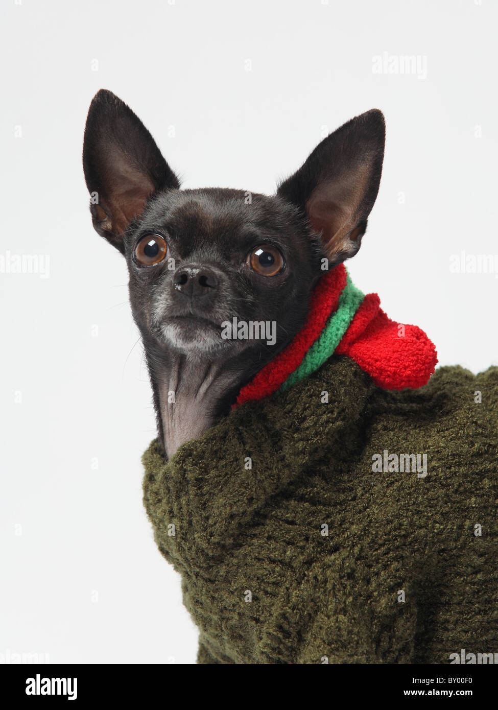 schwarze Chihuahua in Winteroutfit wach und aufmerksam Stockfoto