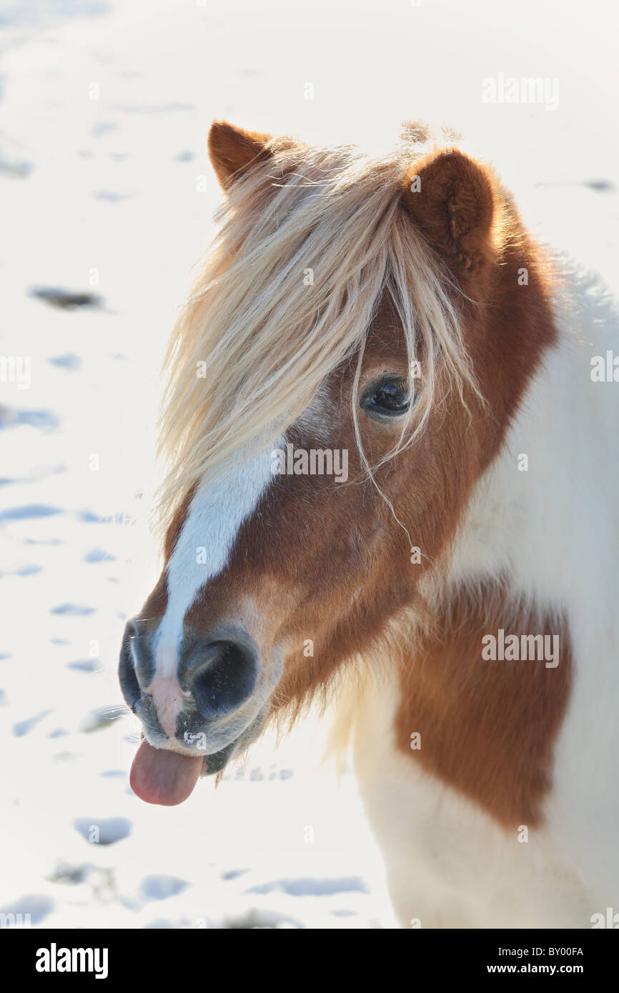 lustiges kleines Pony mit Zunge heraus Stockfoto