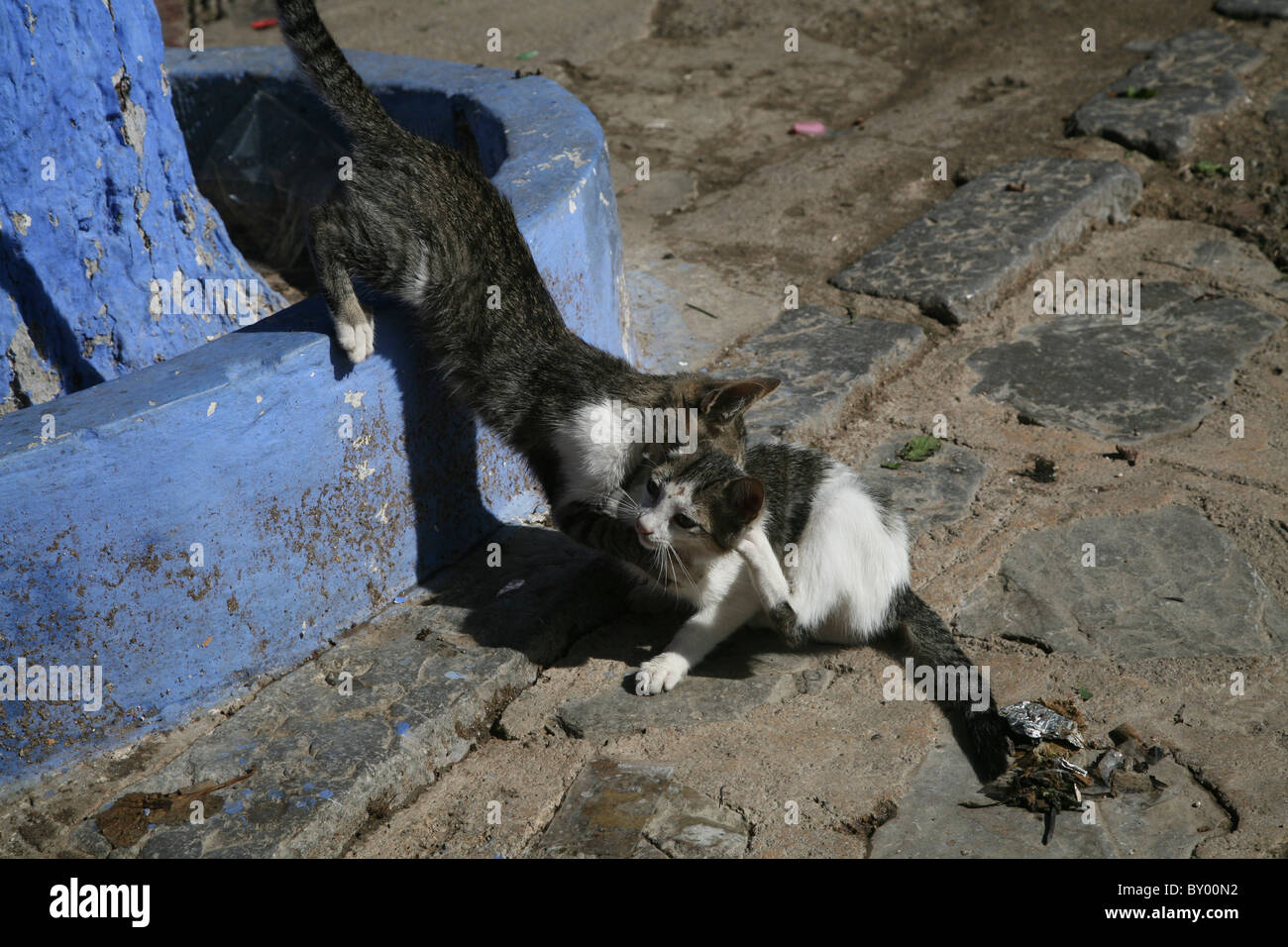 zwei Katzen in Chefchaouen Marokko Nordafrika kämpfen, spielen und auf dem Boden herum Rollen Stockfoto