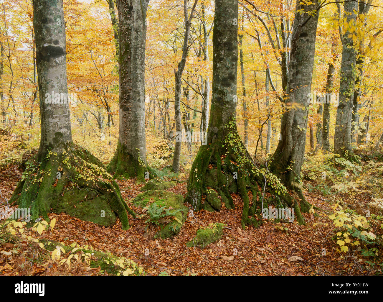 Autumn Leaves Buche urzeitlichen Wald, Fujisato, Akita, Japan Stockfoto