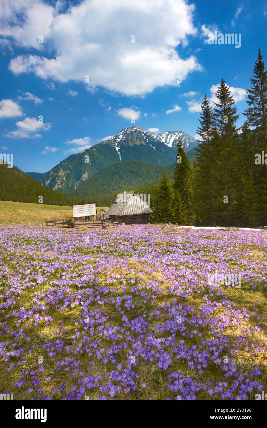 Chocholowska Tal - Tatra-Gebirge, Polen Stockfoto