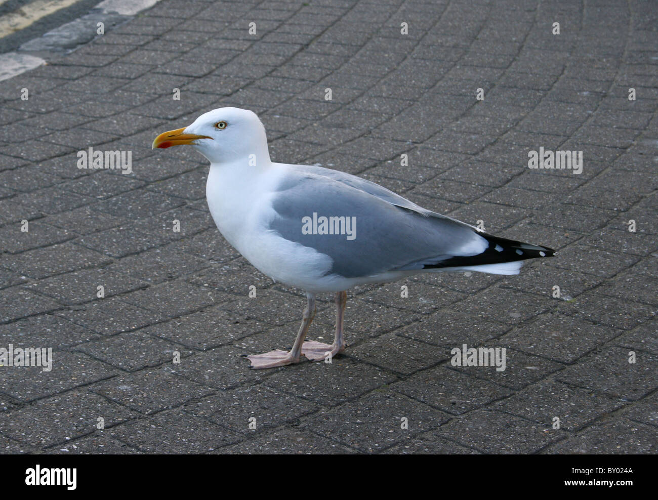 Silbermöwe Möwe Vogel auf Bürgersteig Stockfoto
