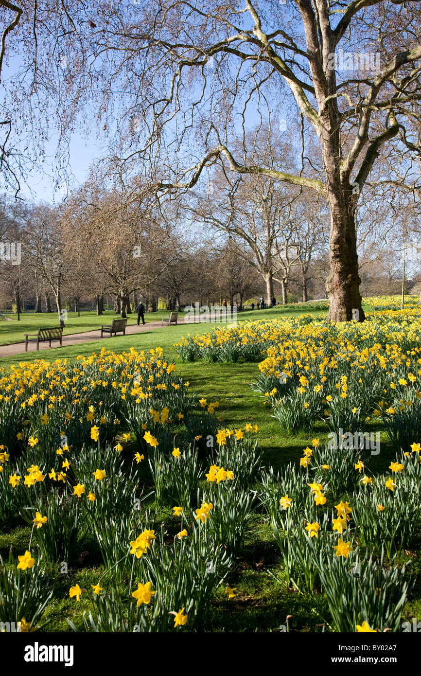 Narzissen im St James Park Stockfoto