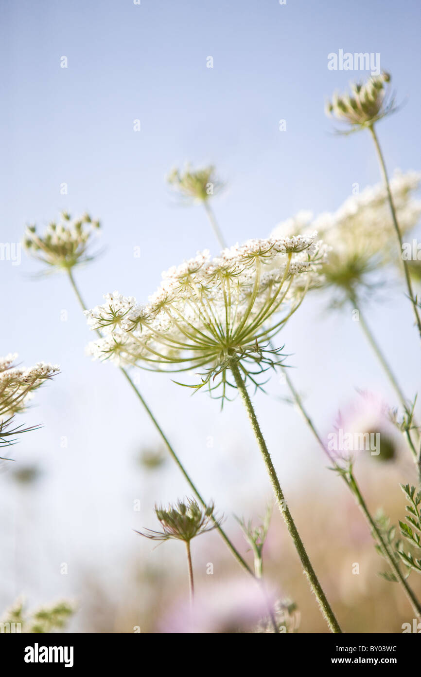 Kuh-Petersilie Stockfoto