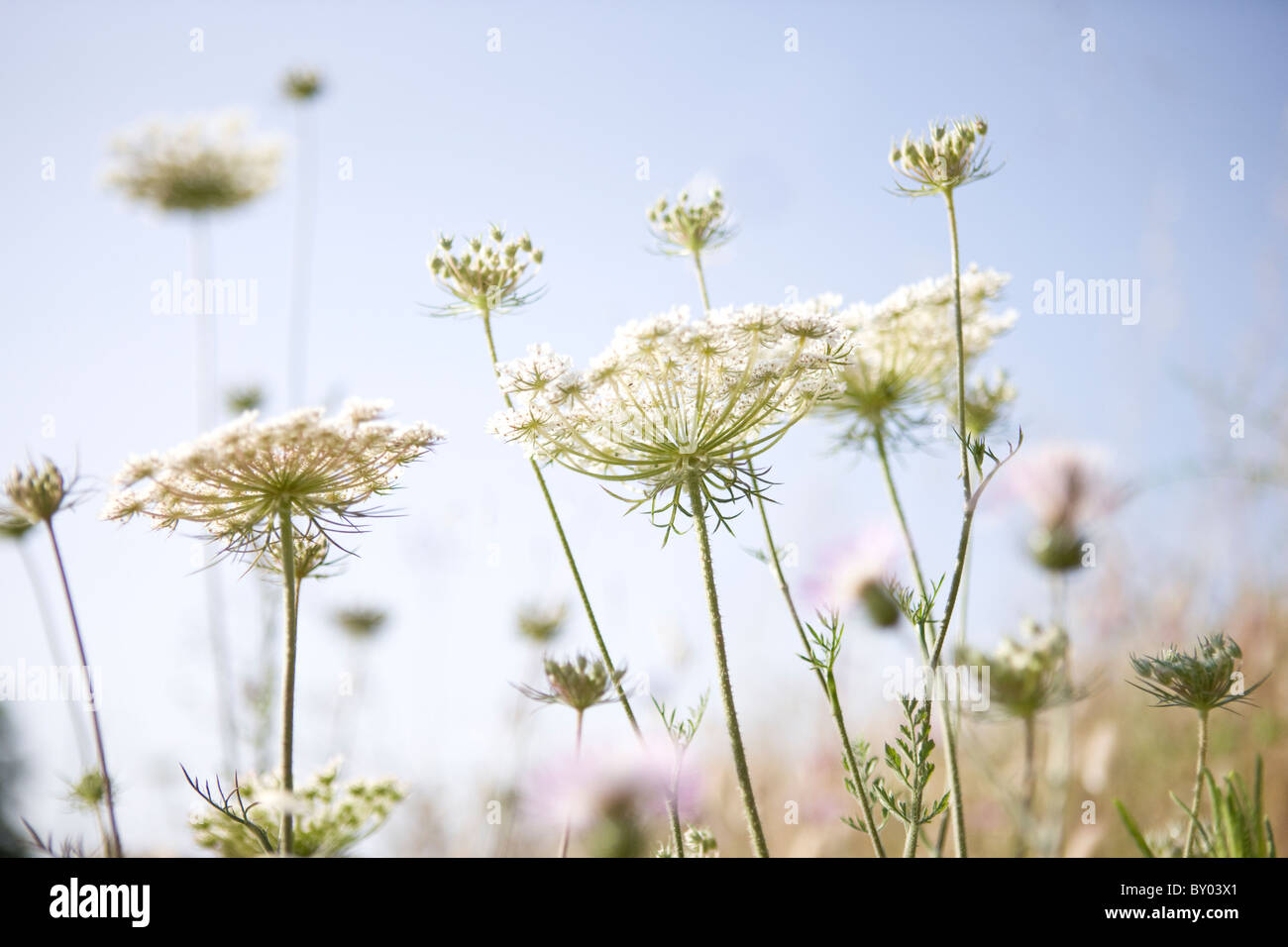 Kuh-Petersilie Stockfoto