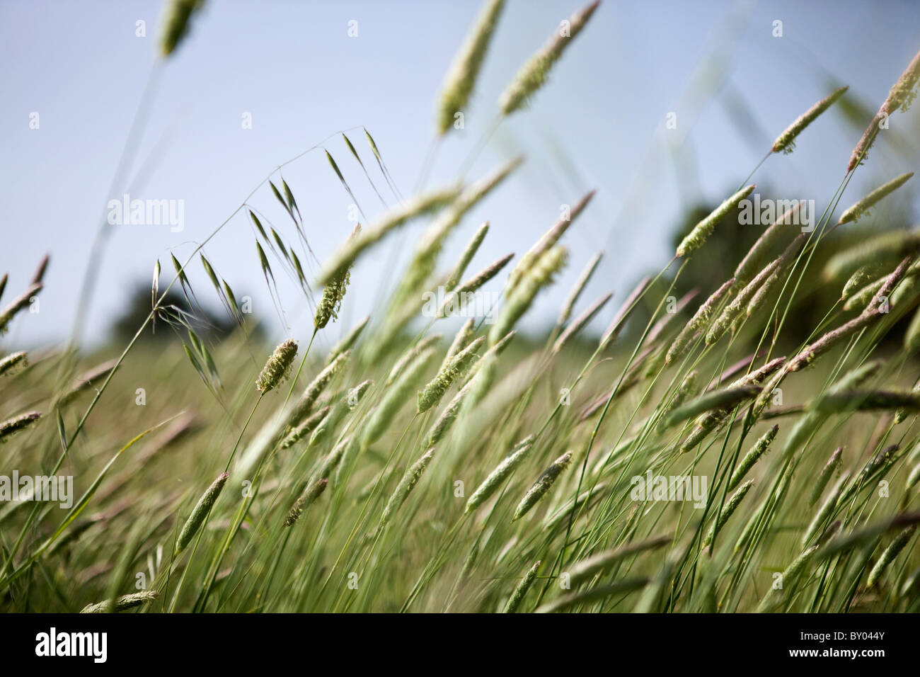 Wilde Gräser wachsen in einer Sommerwiese Stockfoto