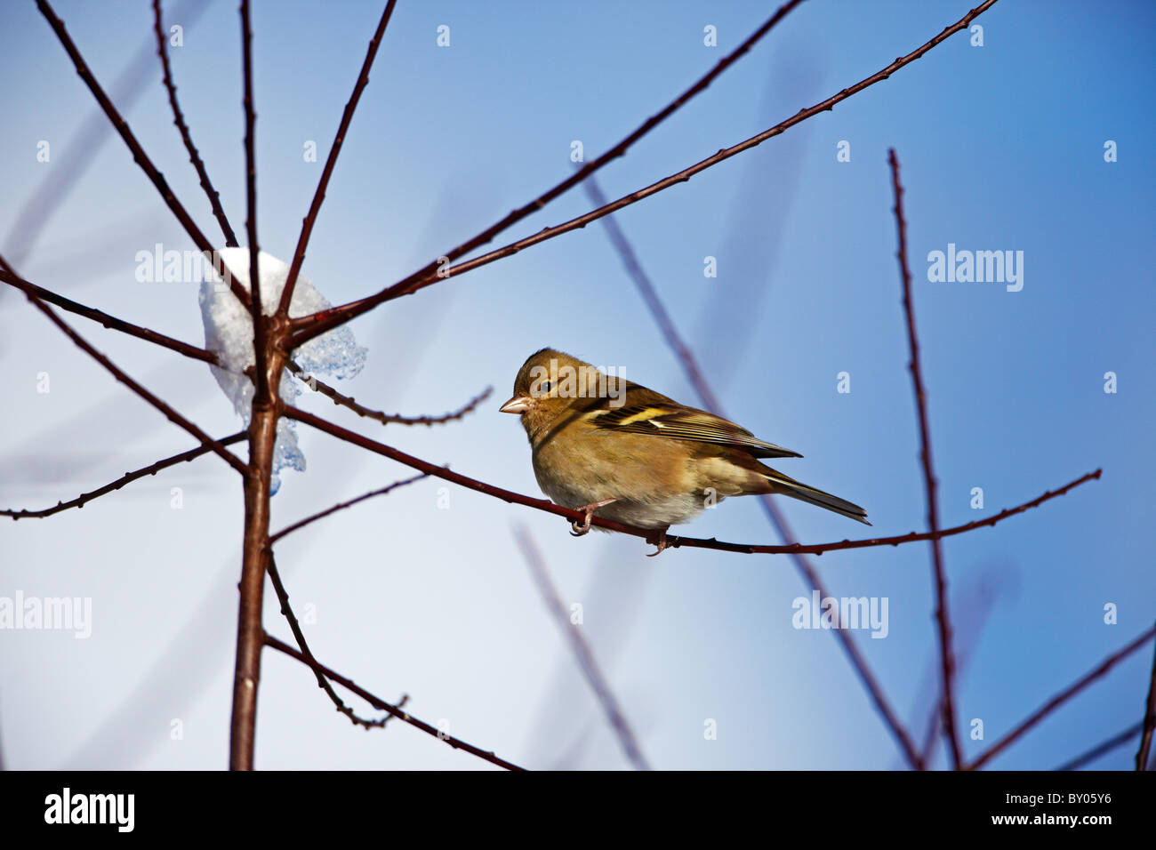 Gemeinsamen Buchfinken (Fringilla Coelebs) in einem Garten in Wales, UK Stockfoto