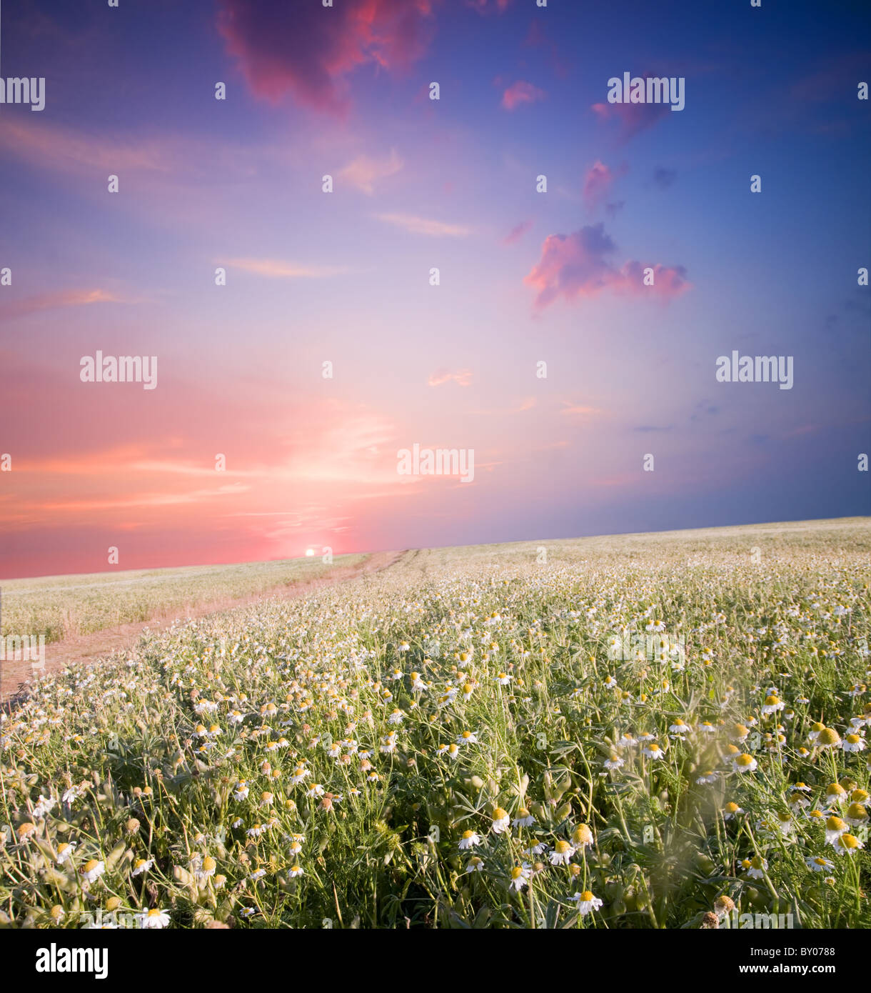 Sonnenuntergang Feld Landschaft. Stockfoto