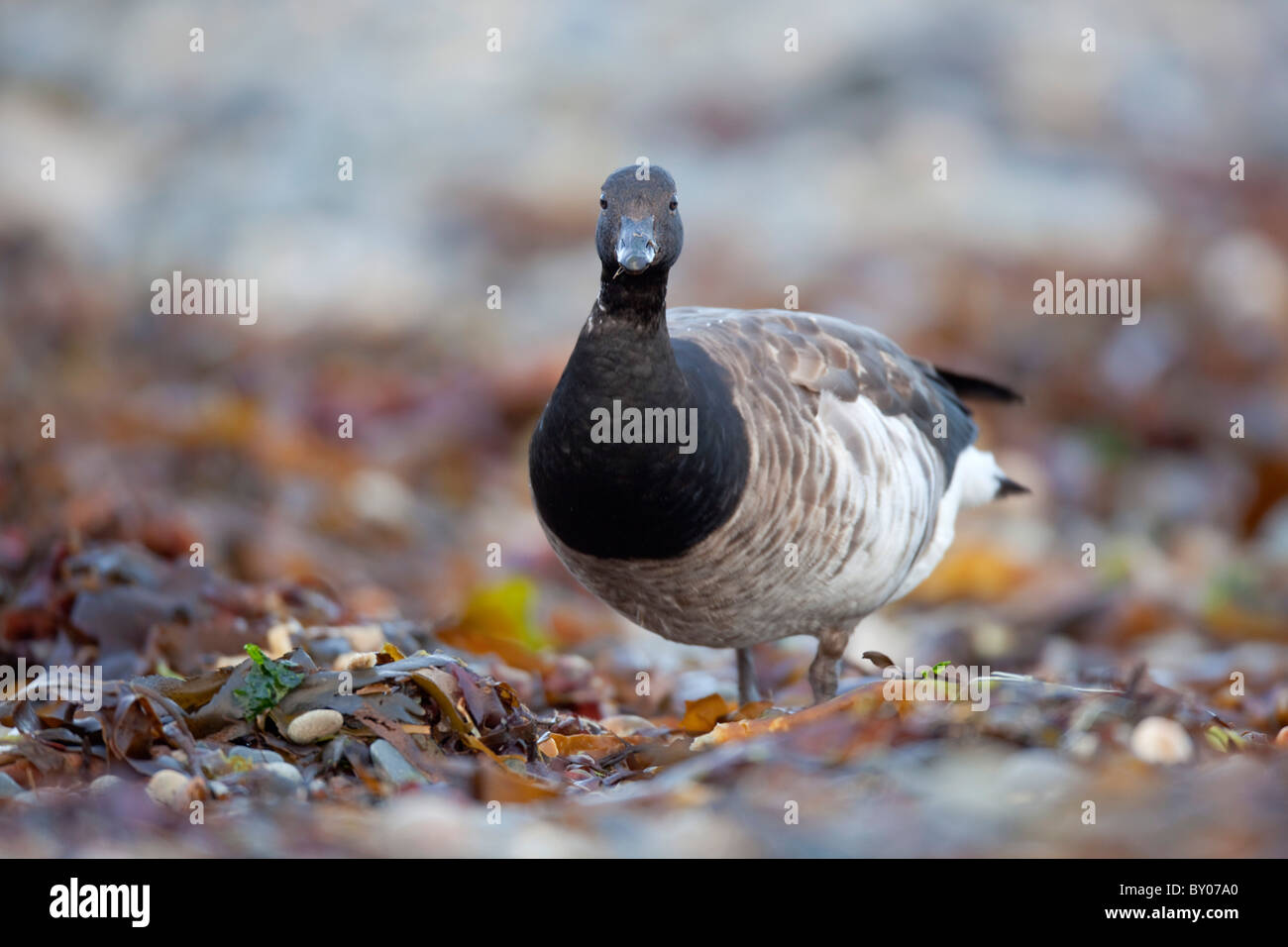 Brent Goose; Branta Bernicla; Cornwall Stockfoto