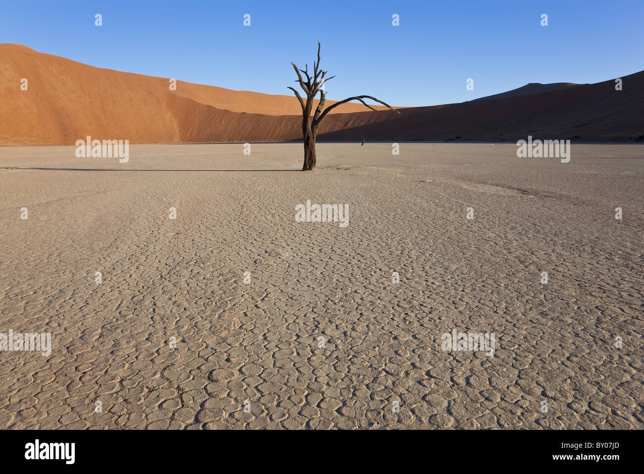 Tote Bäume in getrockneten Lehmpfanne, Namib-Naukluft-Nationalpark, Namibia Stockfoto